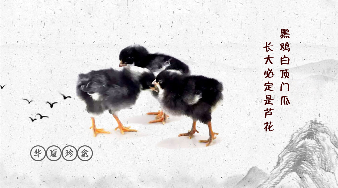 ����ũ��Ʒ