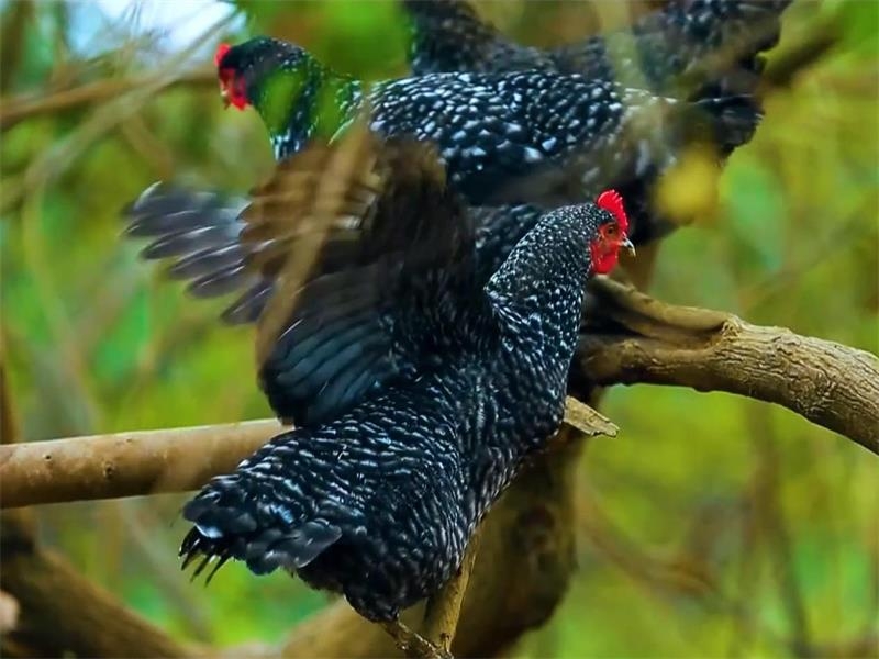 山东汶上：芦花鸡插上科技的“翅膀”飞出一片天