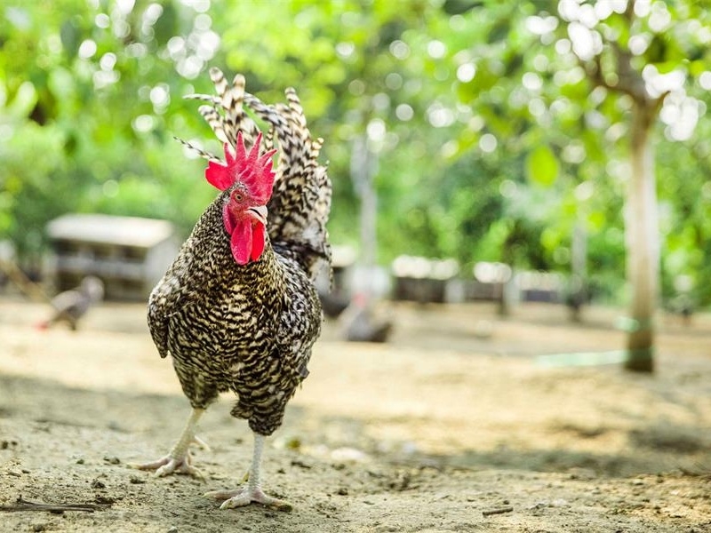 养殖遇到湿冷环境 专家教你解决方案